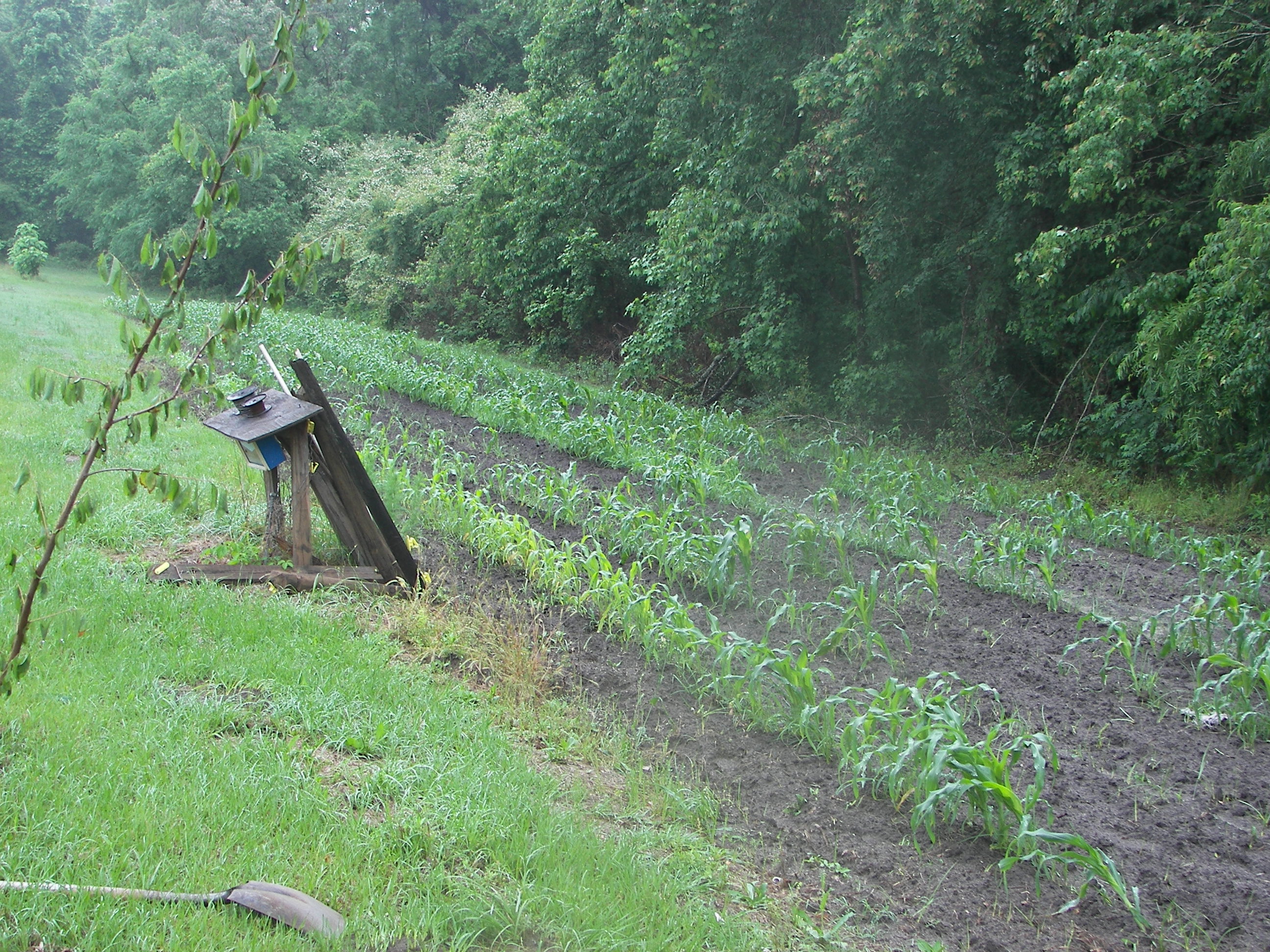 Club House Corn Patch